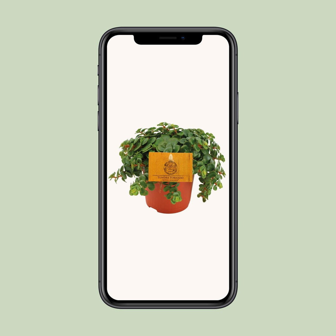 Sedum 'Tornado' - Ø10cm - ↕15cm