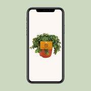 Sedum 'Tornado' - Ø10cm - ↕15cm