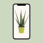 Load image into Gallery viewer, Aloe vera - Ø12cm - ↕45cm