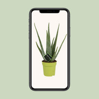 Aloe vera - Ø12cm - ↕45cm