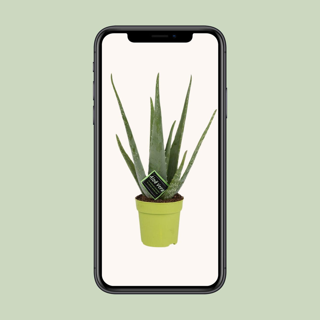Aloe vera - Ø12cm - ↕45cm