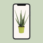 Aloe vera - Ø12cm - ↕45cm