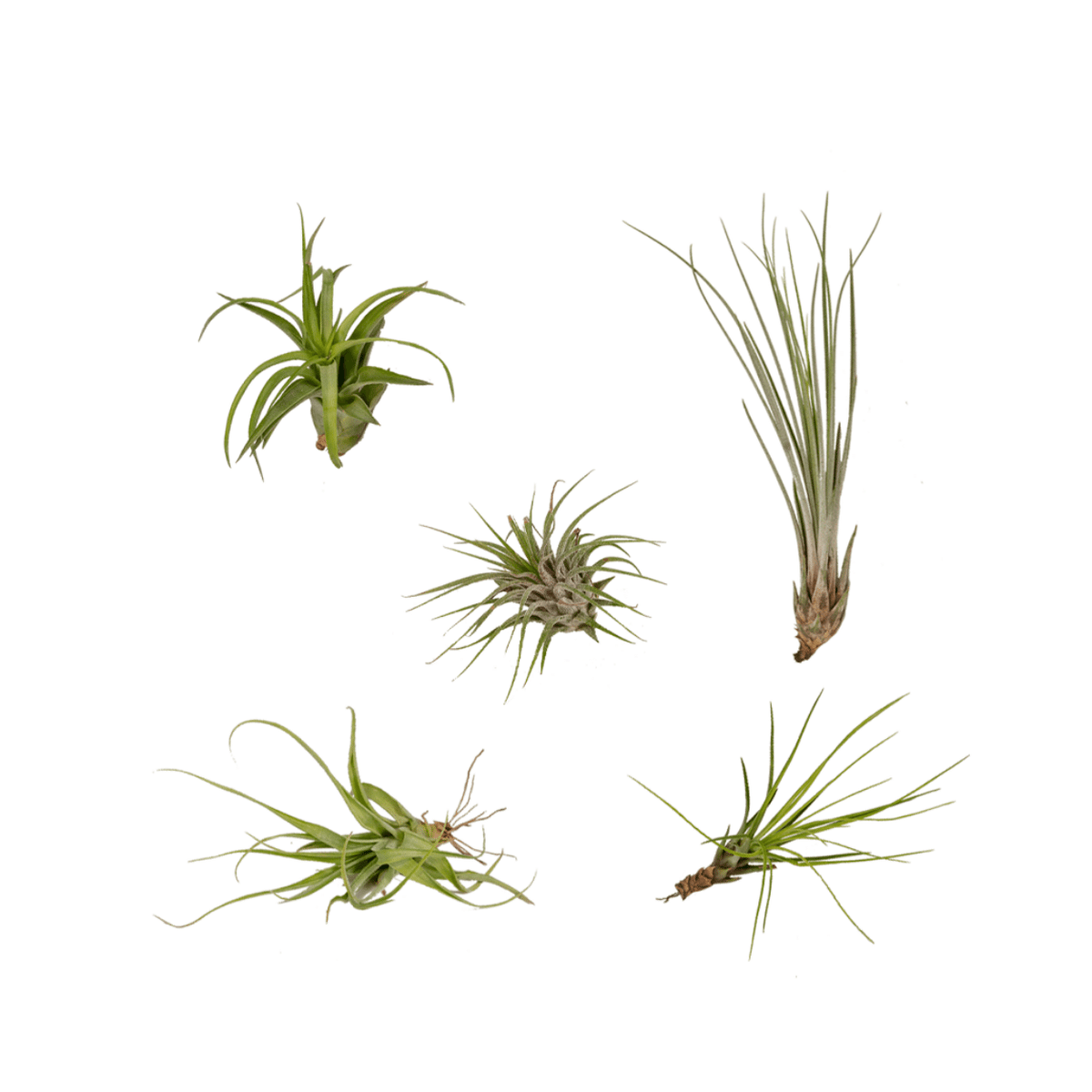 Tillandsia Air mix - 5 pezzi - ø6 - 6 cm