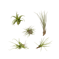 Tillandsia Air mix - 5 pezzi - ø6 - 6 cm
