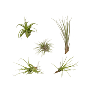 Tillandsia Air mix - 5 pieces - ø6 - 6 cm