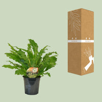 Asplenium nidus 'Campio' - Ø17cm - ↕50cm