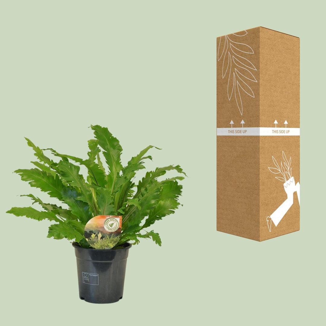 Asplenium nidus 'Campio' - Ø17cm - ↕50cm