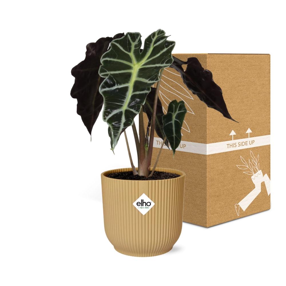 Alocasia amazonica ‘Polly’ in ELHO Vibes Fold pot, Yellow, Ø14cm ↕25cm