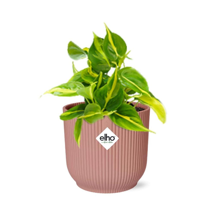 Philodendron scandens ‘Brasil’ in ELHO Vibes Fold, Pink, Ø14cm ↕15cm