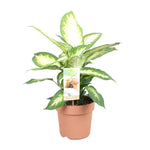 Load image into Gallery viewer, Dieffenbachia seguine &#39;Camilla&#39; - Ø17cm - ↕45cm
