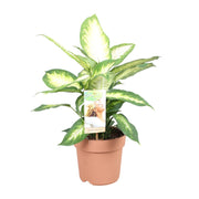 Dieffenbachia seguine 'Camilla' - Ø17cm - ↕45cm