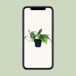 Load image into Gallery viewer, Epipremnum pinnatum &#39;Cebu Blue&#39; - Ø12cm - ↕20cm
