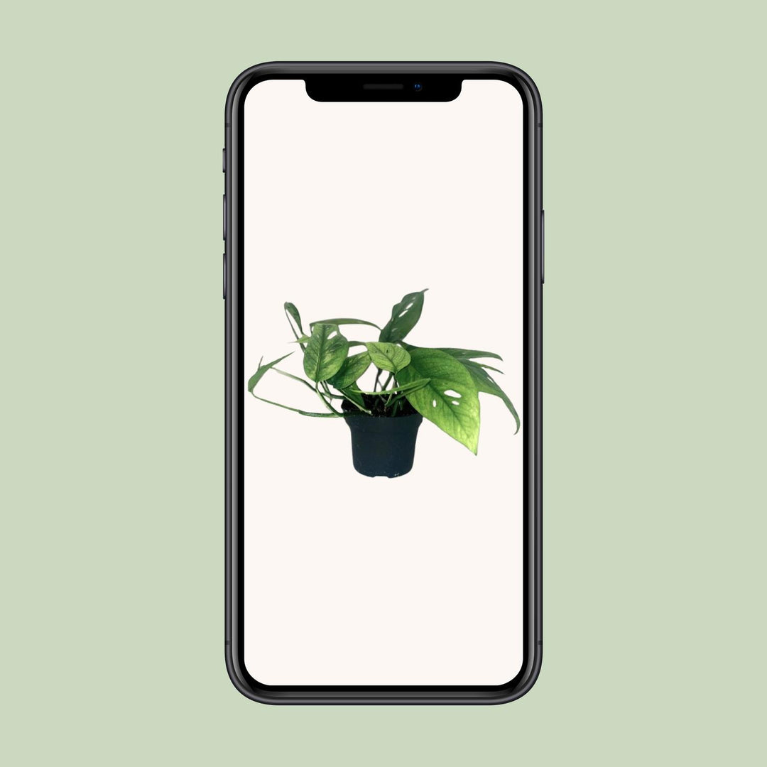 Epipremnum pinnatum 'Cebu Blue' - Ø12cm - ↕20cm