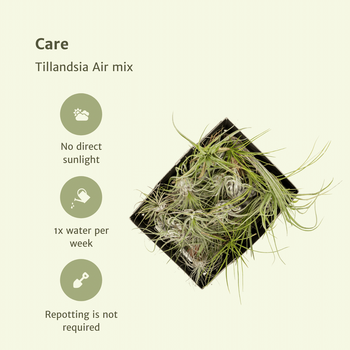Tillandsia Air mix - 10 pezzi - ø6 - 6 cm