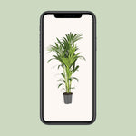 Load image into Gallery viewer, Howea Forsteriana (Kentia) - Ø21cm - ↕130cm