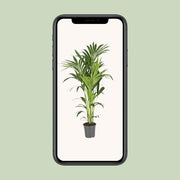 Howea Forsteriana (Kentia) - Ø21cm - ↕130cm