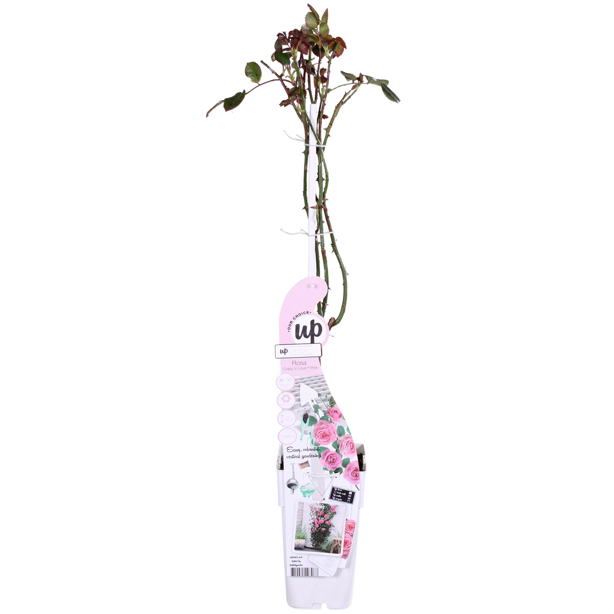 Rosa 'Crazy in love Pink', Rosa - Ø15cm - ↕65cm