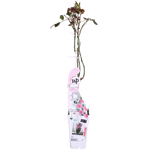 Load image into Gallery viewer, Rosa &#39;Crazy in love Pink&#39; (Pink Rose) - Ø15cm - ↕65cm
