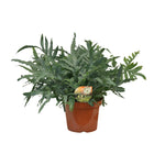 Carica l'immagine nel visualizzatore Galleria, Phlebodium Blue Star - Ø26cm - ↕80cm