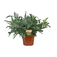 Phlebodium Blue Star - Ø26cm - ↕80cm