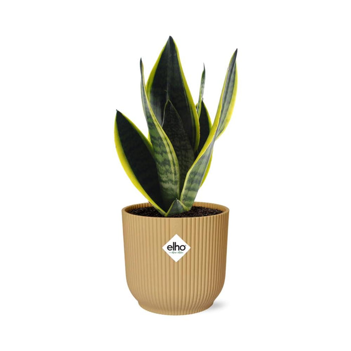 Sansevieria futura 'Superba' in ELHO Vibes Fold, Yellow - Ø14cm ↕25cm