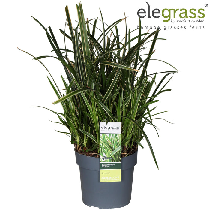 Carex Morrowii 'Ice Dance' - Ø19cm - ↕45cm