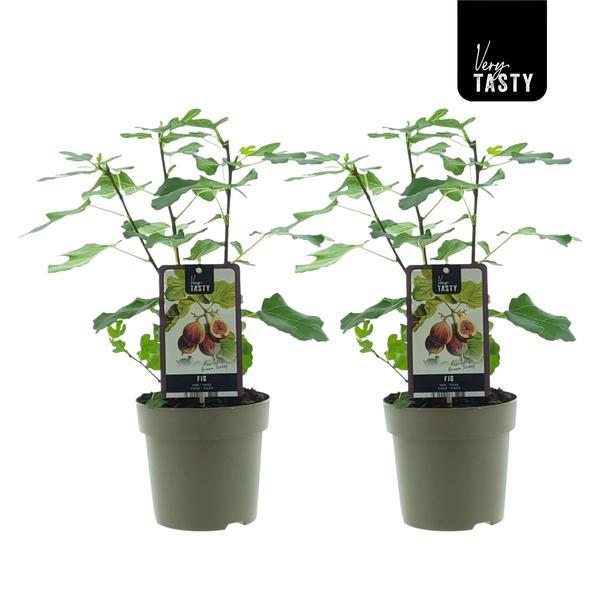 Ficus carica 'Brown Turkey' - 2 plants - Ø15cm - ↕40cm