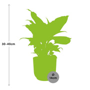 Dieffenbachia seguine ‘Camilla’ – ELHO Vibes Fold, Pink – Ø14cm - ↕30-40cm