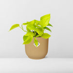 Load image into Gallery viewer, Epipremnum pinnatum ‘Golden Pothos’ - ↕10-20cm - in ELHO Vibes Fold, Yellow, Ø14cm
