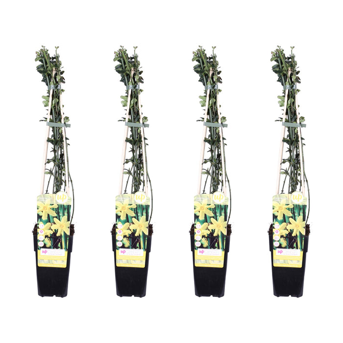 Jasminum nudiflorum - 4 plants - ↨65cm - Ø15