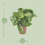 Load image into Gallery viewer, Syngonium podophyllum &#39;Arrow&#39; - Ø12cm - ↕25cm
