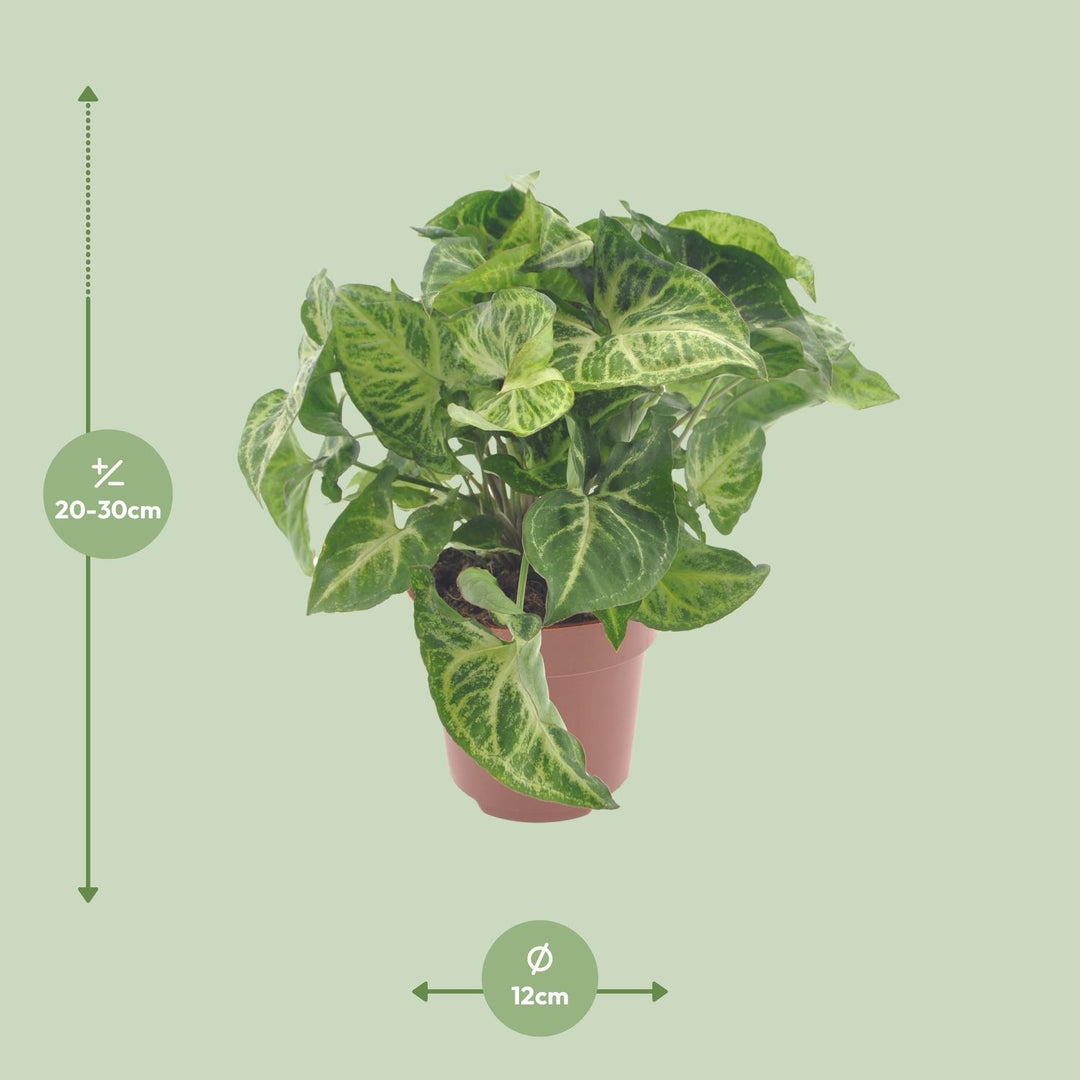 Syngonium podophyllum 'Arrow' - Ø12cm - ↕25cm