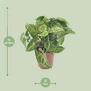 Syngonium podophyllum 'Arrow' - Ø12cm - ↕25cm