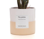 Load image into Gallery viewer, Ctenanthe Burle Marxii Gift "The Jubilee" WITH GREETING CARD! - Ø12cm - ↕25cm