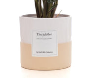 Ctenanthe Burle Marxii con bigliettino regalo 