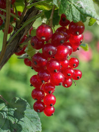 Ribes rubrum 'Jonkheer van Tets' (Ribes Rosso) - Ø13cm - ↕45cm