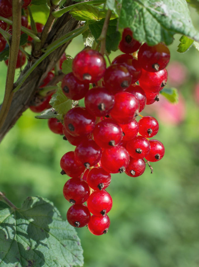 Ribes rubrum 'Jonkheer van Tets' (Red Currant) - Ø13cm - ↕45cm