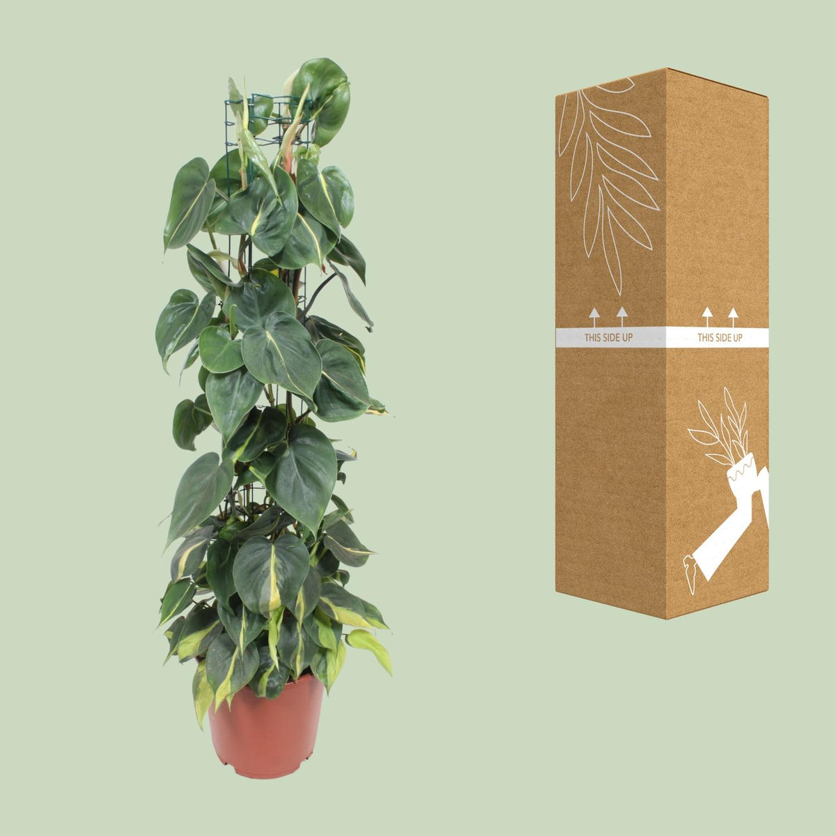 Philodendron scandens 'Brasil' - Ø24cm - ↕120cm