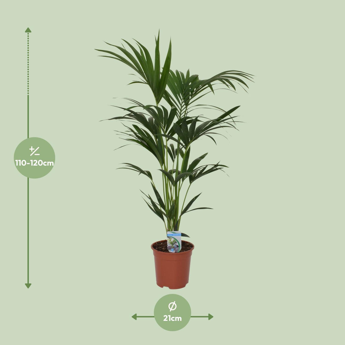 Howea forsteriana (Kentia) - Ø21cm - ↕120cm