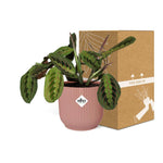 Load image into Gallery viewer, Maranta leuconeura ‘Fascinator’ Tricolor in ELHO Vibes Fold Pot, Pink, Ø14cm ↕25cm