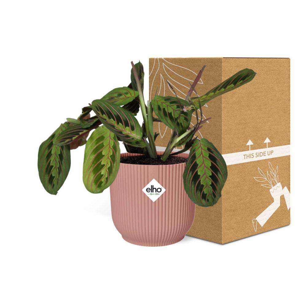 Maranta leuconeura ‘Fascinator’ Tricolor in ELHO Vibes Fold Pot, Pink, Ø14cm ↕25cm