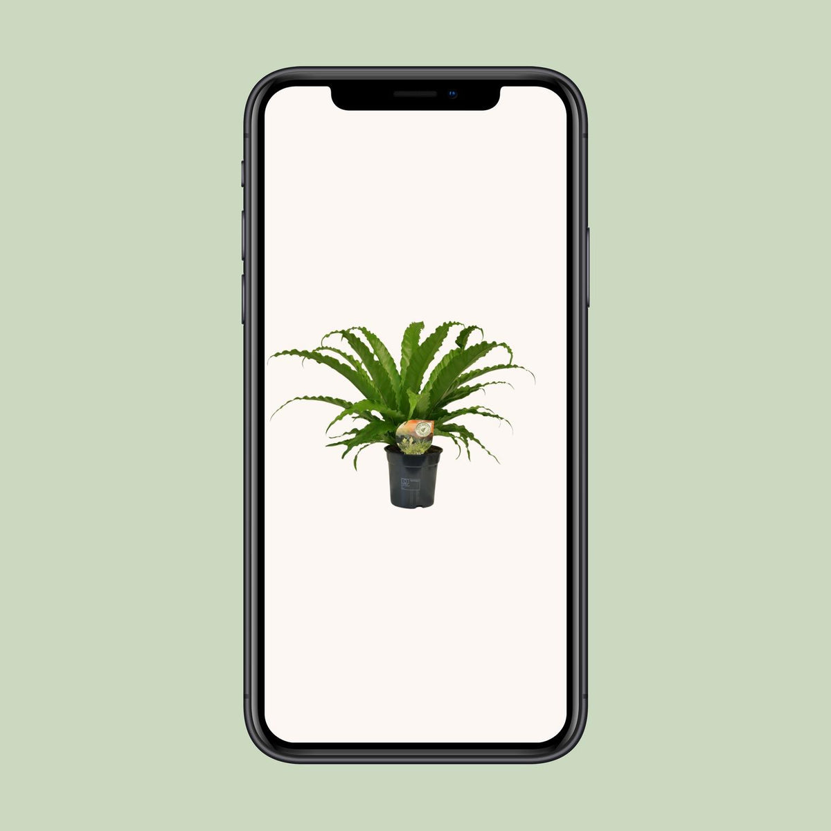 Asplenium nidus 'Osaka' - Ø17cm - ↕40cm