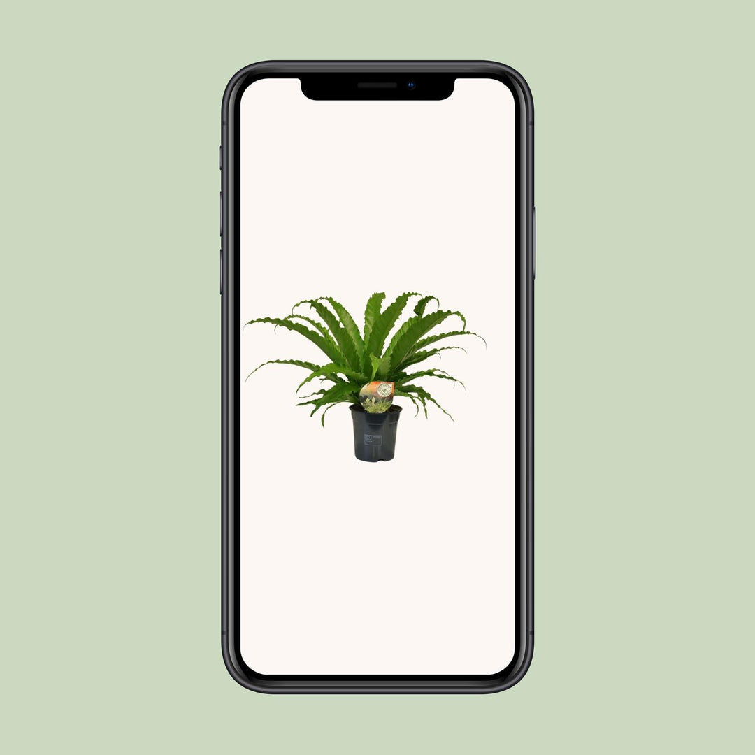 Asplenium nidus 'Osaka' - Ø17cm - ↕40cm