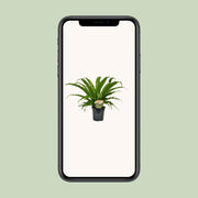 Asplenium nidus 'Osaka' - Ø17cm - ↕40cm