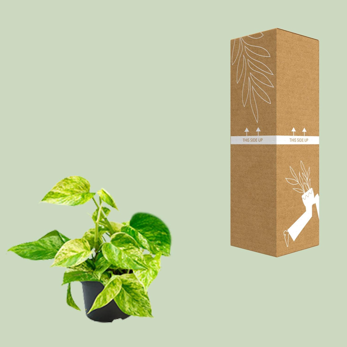 Epipremnum pinnatum 'Marble Queen' (Scindapsus) - Ø12cm - ↕15cm