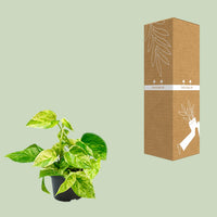 Epipremnum pinnatum 'Marble Queen' (Scindapsus) - Ø12cm - ↕15cm