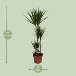 Load image into Gallery viewer, Dracaena Marginata - Ø21cm - ↕120cm
