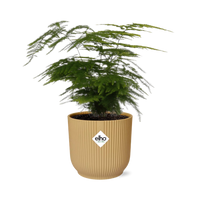 Asparagus setaceus ‘Plumosus’ in vaso ELHO Vibes Fold, Giallo, Ø14cm - ↕30cm