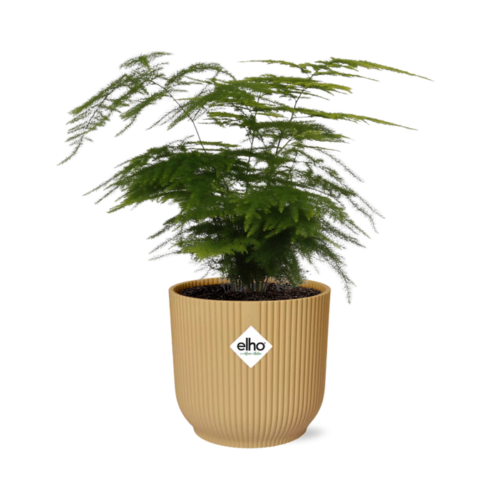 Asparagus setaceus ‘Plumosus’ in ELHO Vibes Fold Pot, Yellow, Ø14cm - ↕30cm