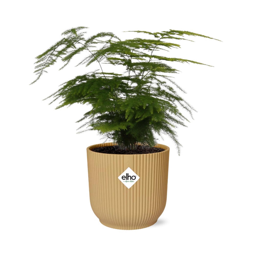 Asparagus setaceus ‘Plumosus’ in ELHO Vibes Fold Pot, Yellow, Ø14cm - ↕30cm